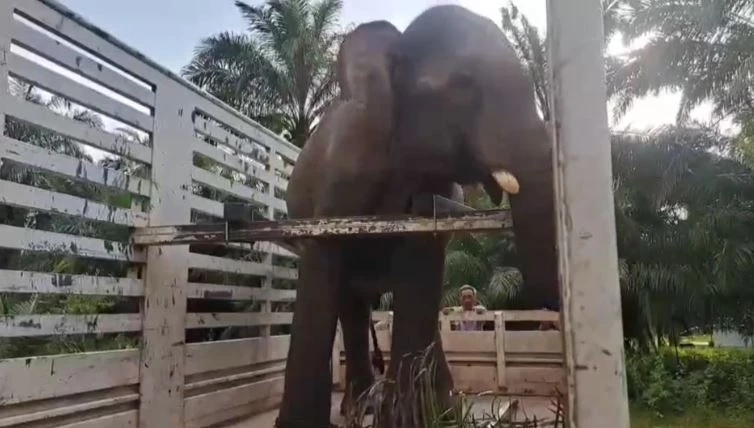 ชีวิตใหม่ "พลายเป๊ปซี่" ถูกควาญช้างทารุณกรรม ย้ายไปอยู่วัดที่เชียงใหม่