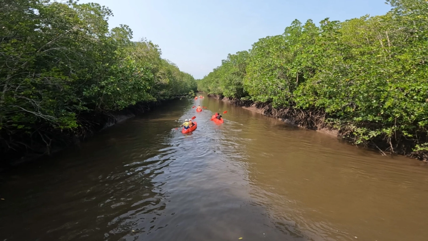 เที่ยวเชิงอนุรักษ์ "พายเรือคายัค" ชมป่าโกงกาง คิกออฟรับไฮซีซั่นตรัง