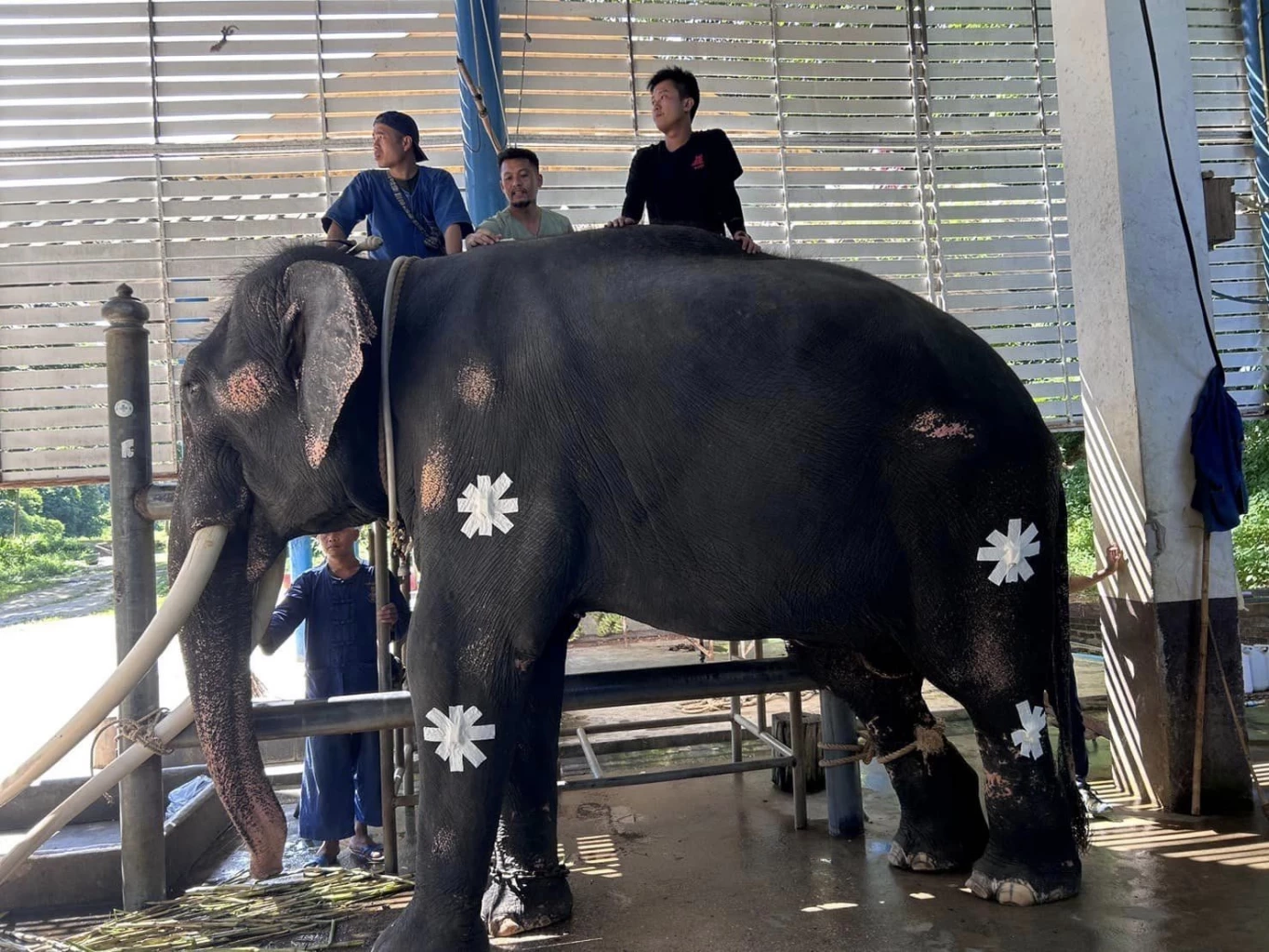 "พลายศักดิ์สุรินทร์" ทำกายภาพบำบัดครบ 1 เดือน ผลการรักษา มีแนวโน้มดีขึ้น