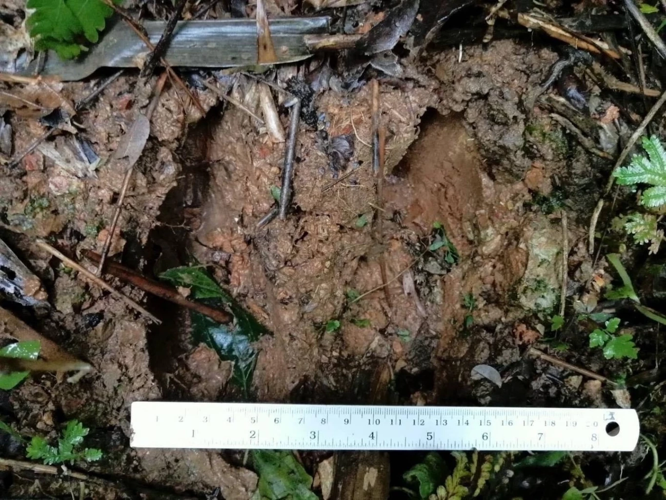 จนท. เขตรักษาพันธุ์สัตว์ป่าสาละวิน สำรวจพบ "กระทิง" อีกครั้ง ในรอบ 37 ปี