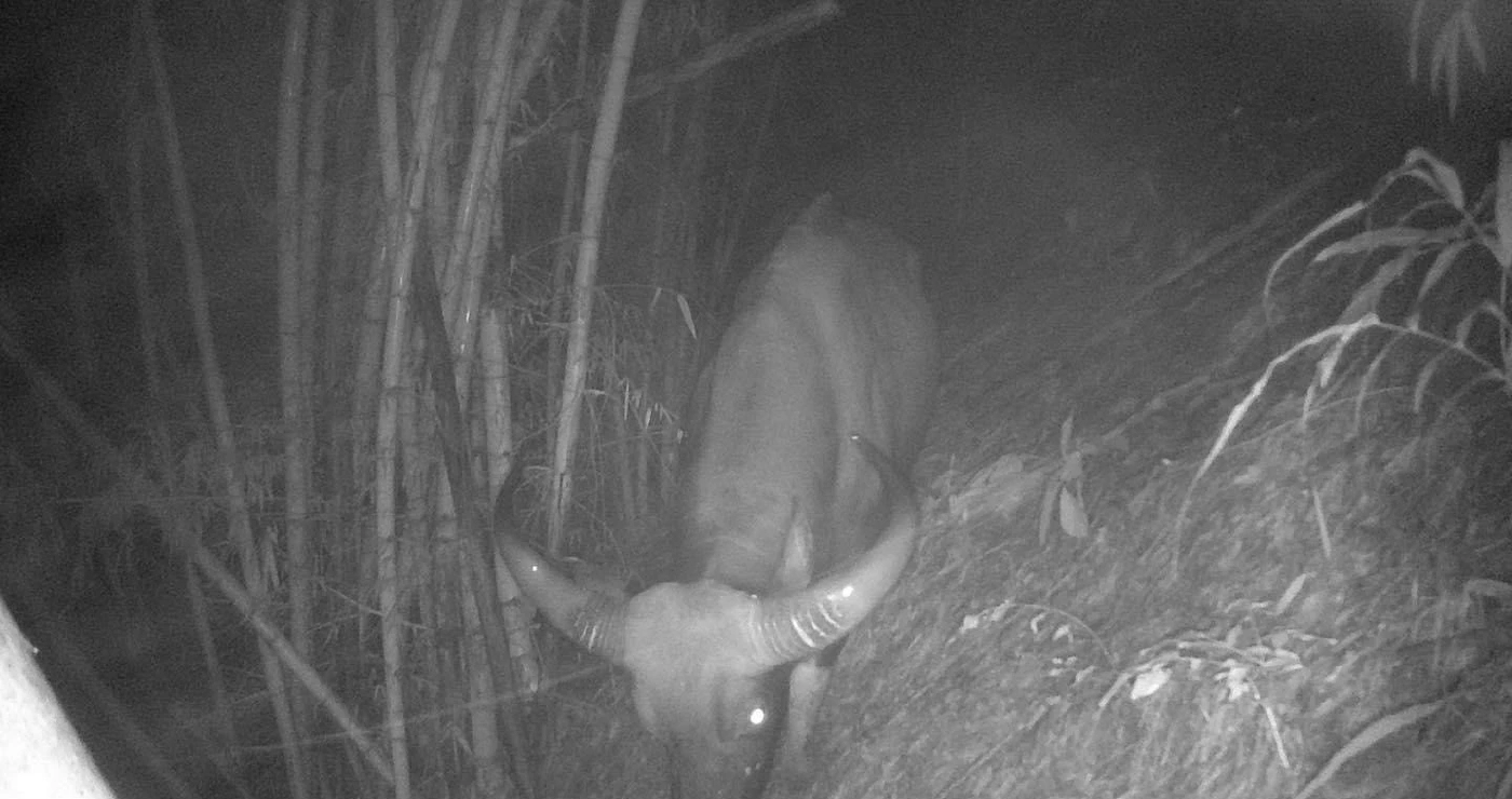 จนท. เขตรักษาพันธุ์สัตว์ป่าสาละวิน สำรวจพบ "กระทิง" อีกครั้ง ในรอบ 37 ปี