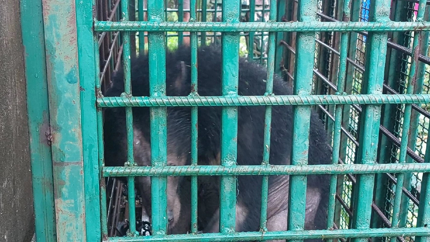 “หมีควาย” อาละวาด บุกบ้านทุ่งยาว เปิดตู้เย็น กวาดไส้กรอก-ผลไม้ กินเรียบ