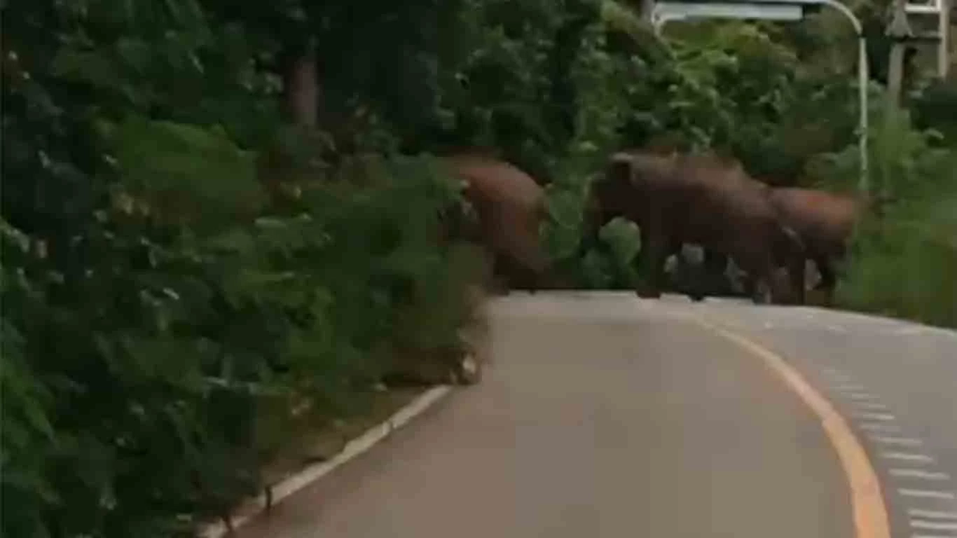 ระดมกำลังผลักดันช้างป่า กลับถิ่น หลังเข้าทำลายพืชผลเกษตร เสียหายต่อเนื่อง