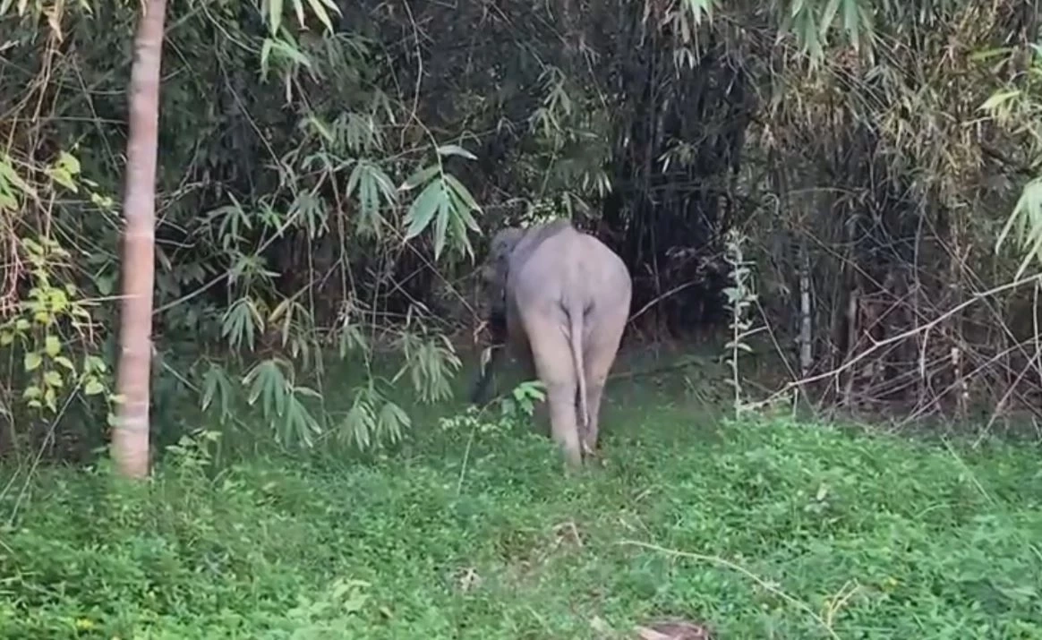 ดื้อไม่ไหว! "เจ้าหงส์ทอง" ช้างป่าจอมขี้เล่น เต้นโชว์ จนท. หลังถูกตามตื๊อ (มีคลิป)