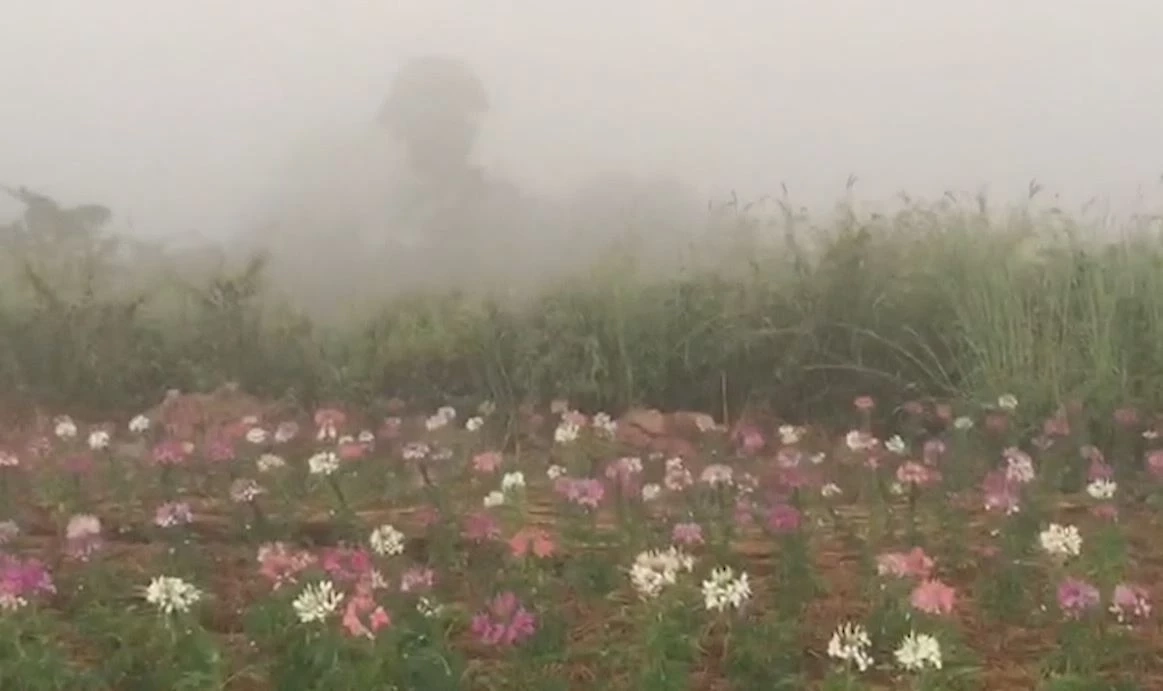 นทท.ขึ้นพิชิต "ภูสวนทราย" ชมทะเลหมอกยามเช้า สัมผัสอากาศเย็น ช่วงปลายฝนต้นหนาว