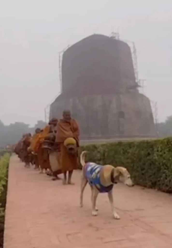 สุดเศร้า "เจ้าโส" สุนัขหัวใจพุทธ ลาลับกลับสู่ดาวหมา ในวัยเพียง 10 ปีเศษ