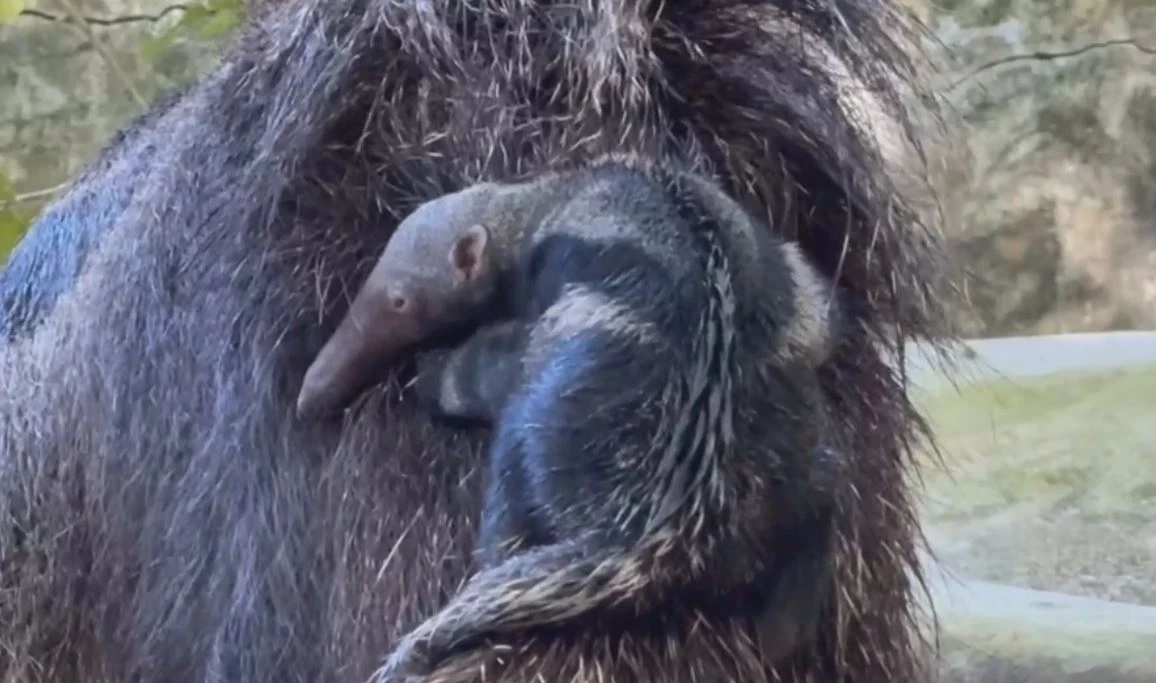 สวนสัตว์เปิดเขาเขียว อวดโฉมสมาชิกใหม่ "ลูกตัวกินมดยักษ์" ต้อนรับวันหยุดยาว