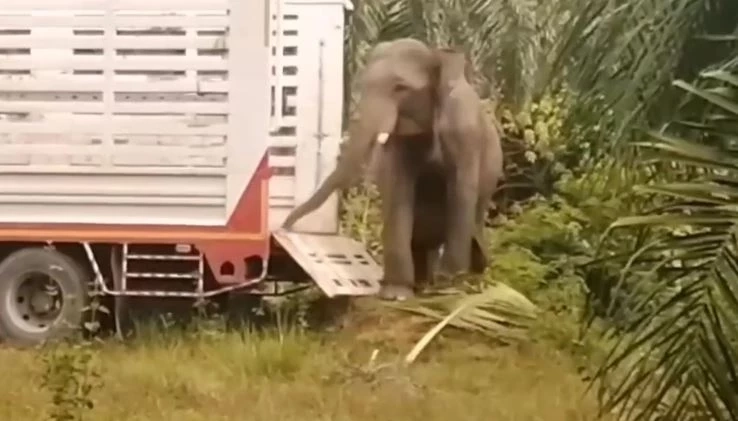 ชีวิตใหม่ "พลายเป๊ปซี่" ถูกควาญช้างทารุณกรรม ย้ายไปอยู่วัดที่เชียงใหม่