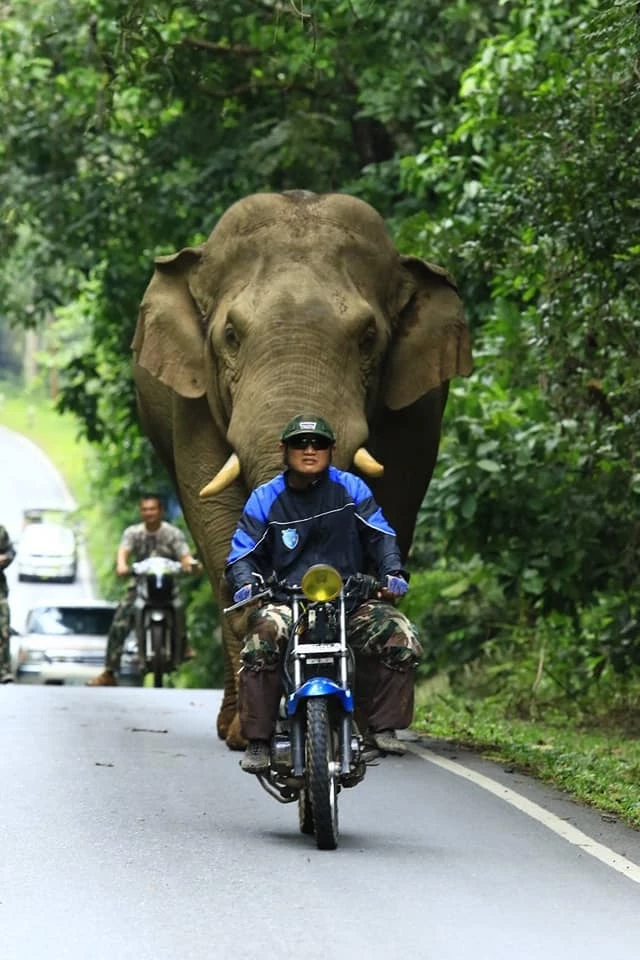 ข่าวดี! อช.เขาใหญ่ จ้าง "พี่สุทธิพร" มือปราบช้างป่า ทำงานต่อหลังเกษียณ