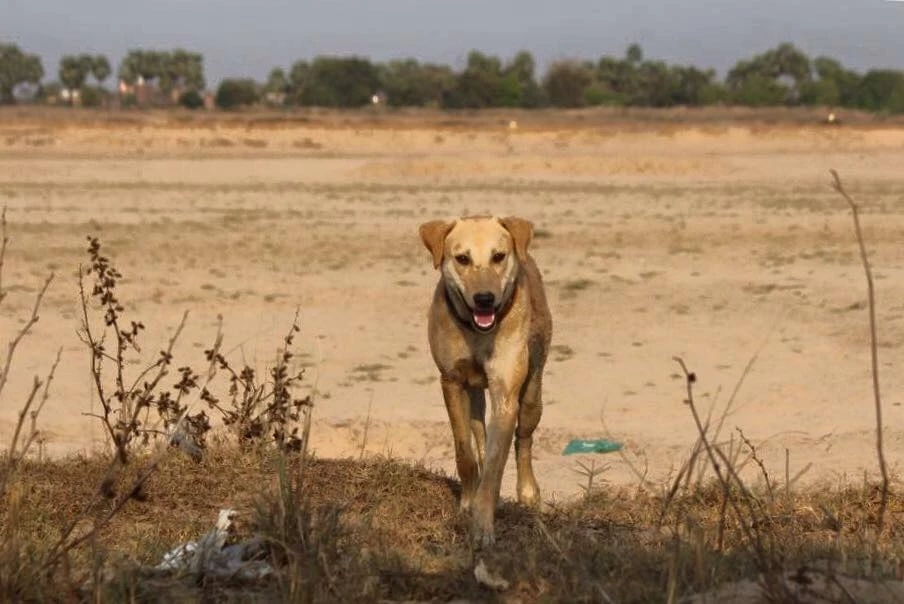 สุดเศร้า "เจ้าโส" สุนัขหัวใจพุทธ ลาลับกลับสู่ดาวหมา ในวัยเพียง 10 ปีเศษ