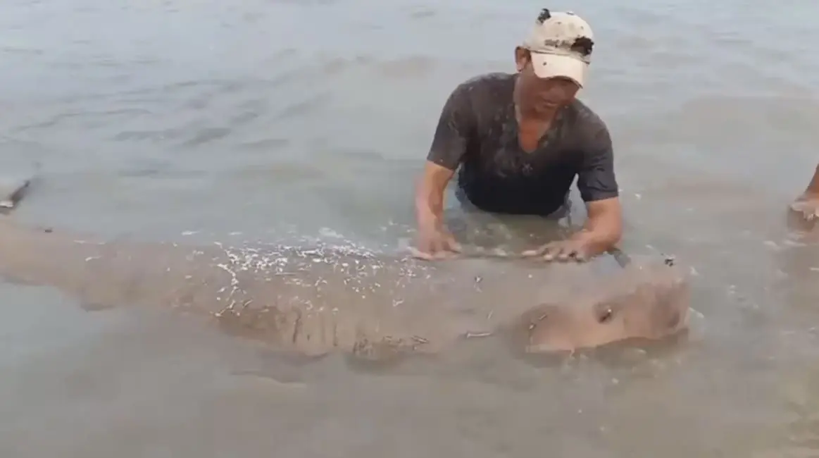 เปิดนาทีชีวิต ชาวบ้านช่วย "พะยูน" เกยตื้นริมหาด พากลับสู่ทะเลปลอดภัย (คลิป)