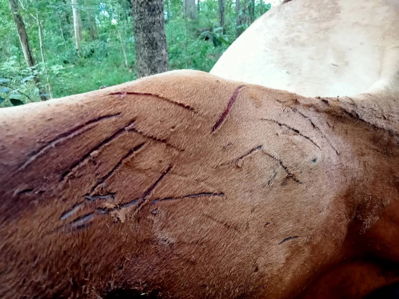 ร่องรอยบนซากวัวของชาวบ้านที่เลี้ยงไว้ใกล้ป่า