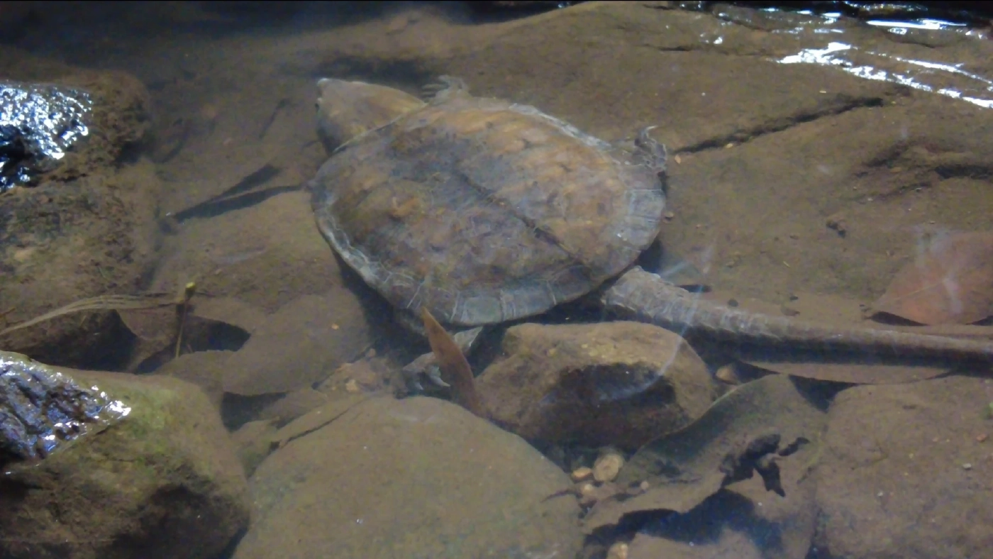 พบ "เต่าปูลู" สัตว์ป่าใกล้สูญพันธุ์ ที่จ.เชียงราย