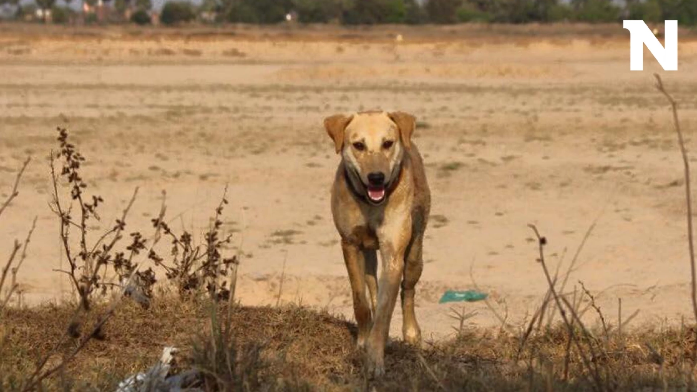 สุดเศร้า "เจ้าโส" สุนัขหัวใจพุทธ ลาลับกลับสู่ดาวหมา ในวัยเพียง 10 ปีเศษ