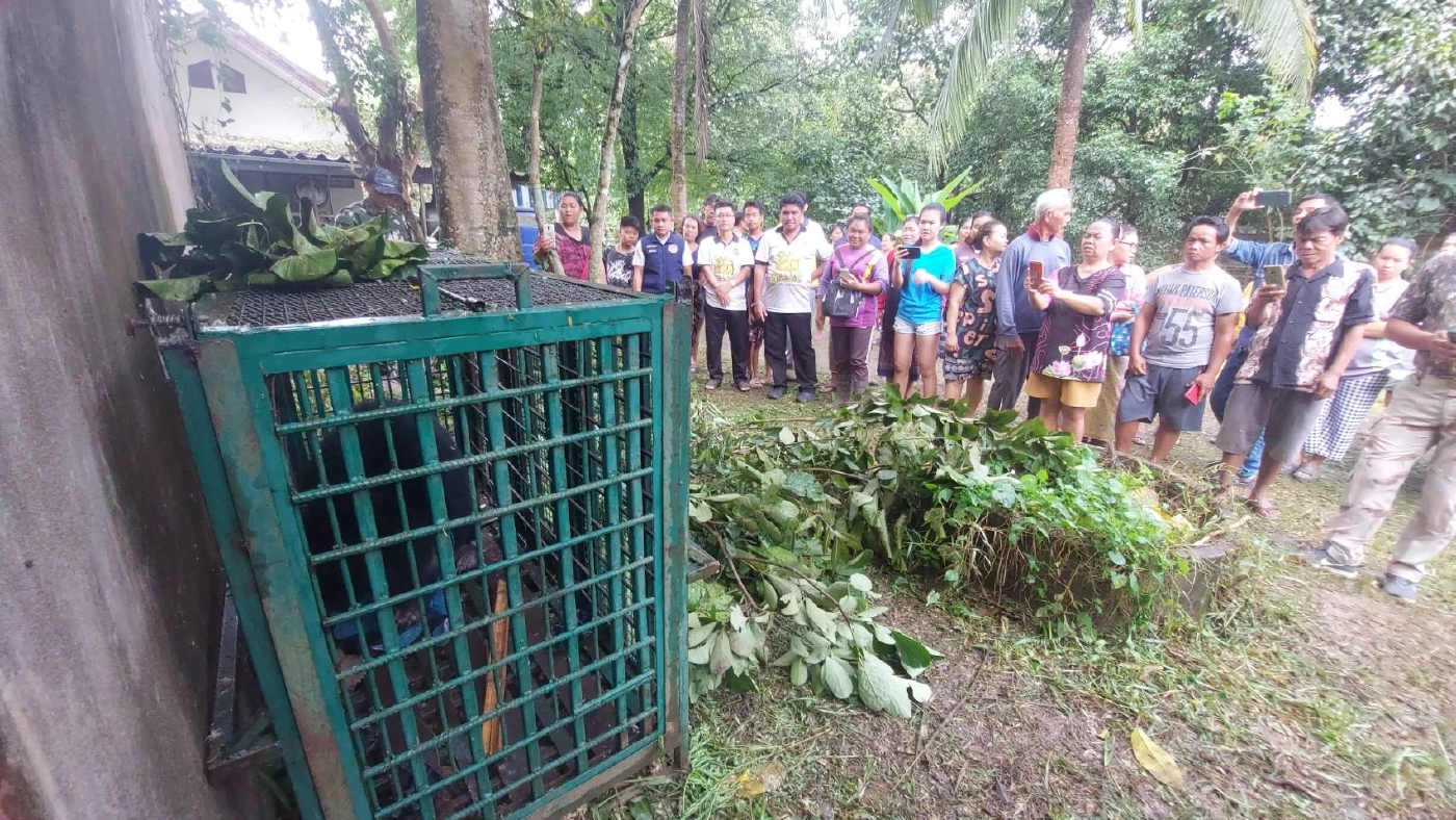 “หมีควาย” อาละวาด บุกบ้านทุ่งยาว เปิดตู้เย็น กวาดไส้กรอก-ผลไม้ กินเรียบ