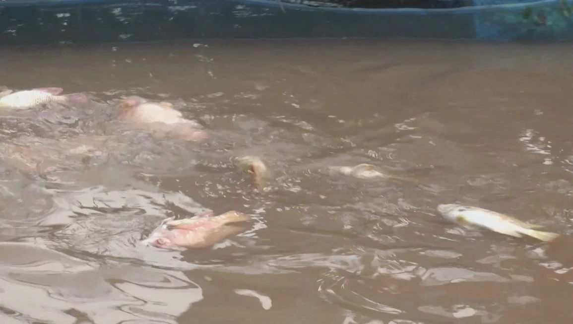 น้ำเจ้าพระยาสูงขึ้น-ไหลเชี่ยวแรง ปลาในกระชังตายอื้อ