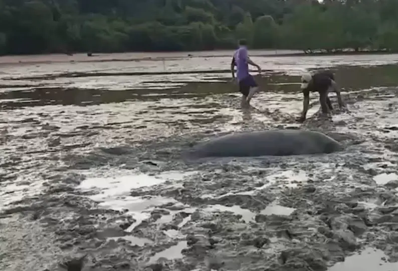 เปิดนาทีชีวิต ชาวบ้านช่วย "พะยูน" เกยตื้นริมหาด พากลับสู่ทะเลปลอดภัย (คลิป)