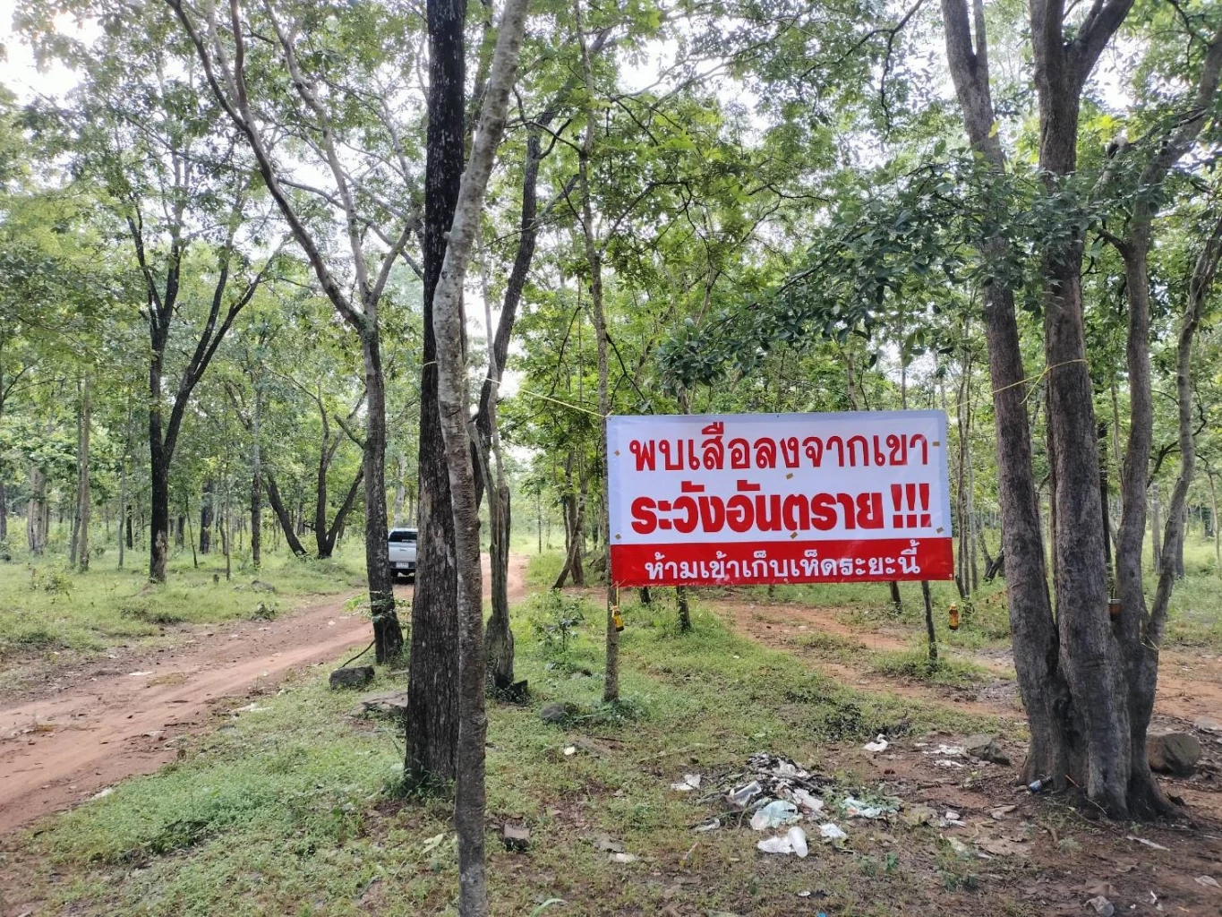 เจ้าหน้าที่อุทยานทับลาน ประกาศเตือนชาวบ้าน เก็บเห็ดป่าระวัง "เสือตะปบ"