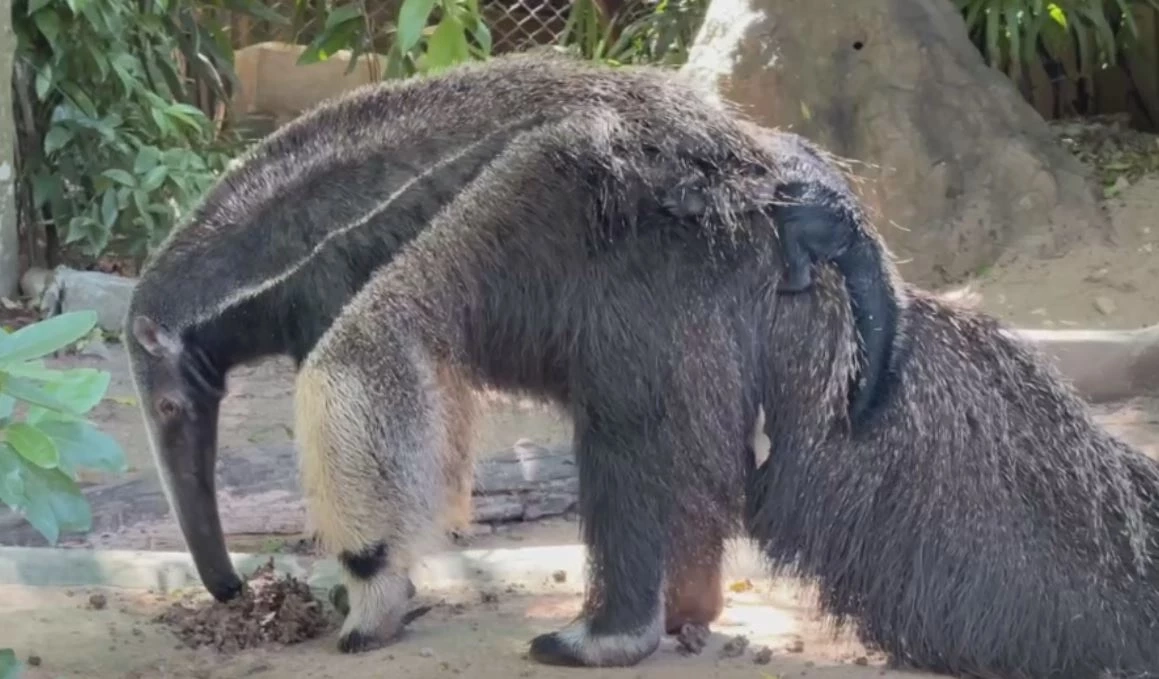 สวนสัตว์เปิดเขาเขียว อวดโฉมสมาชิกใหม่ "ลูกตัวกินมดยักษ์" ต้อนรับวันหยุดยาว