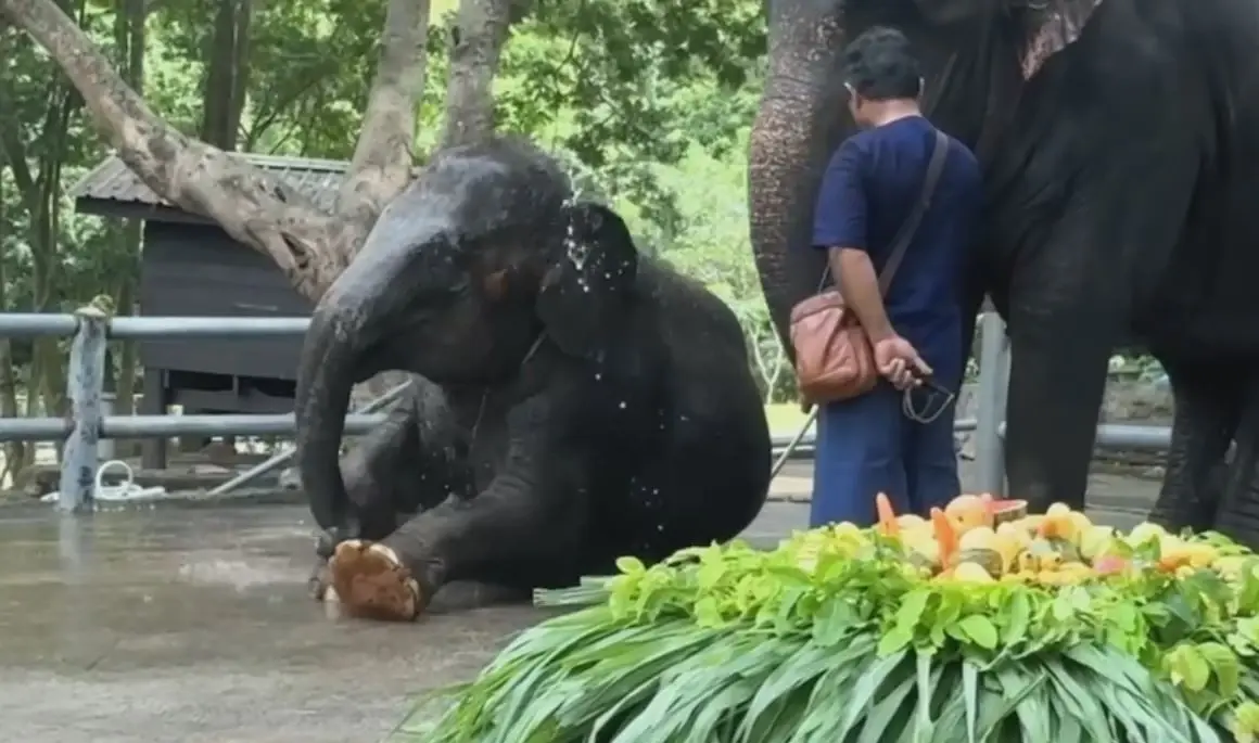 "น้องแสนรัก" ลูกช้างผสมเทียม ตัวที่ 2 ของไทย