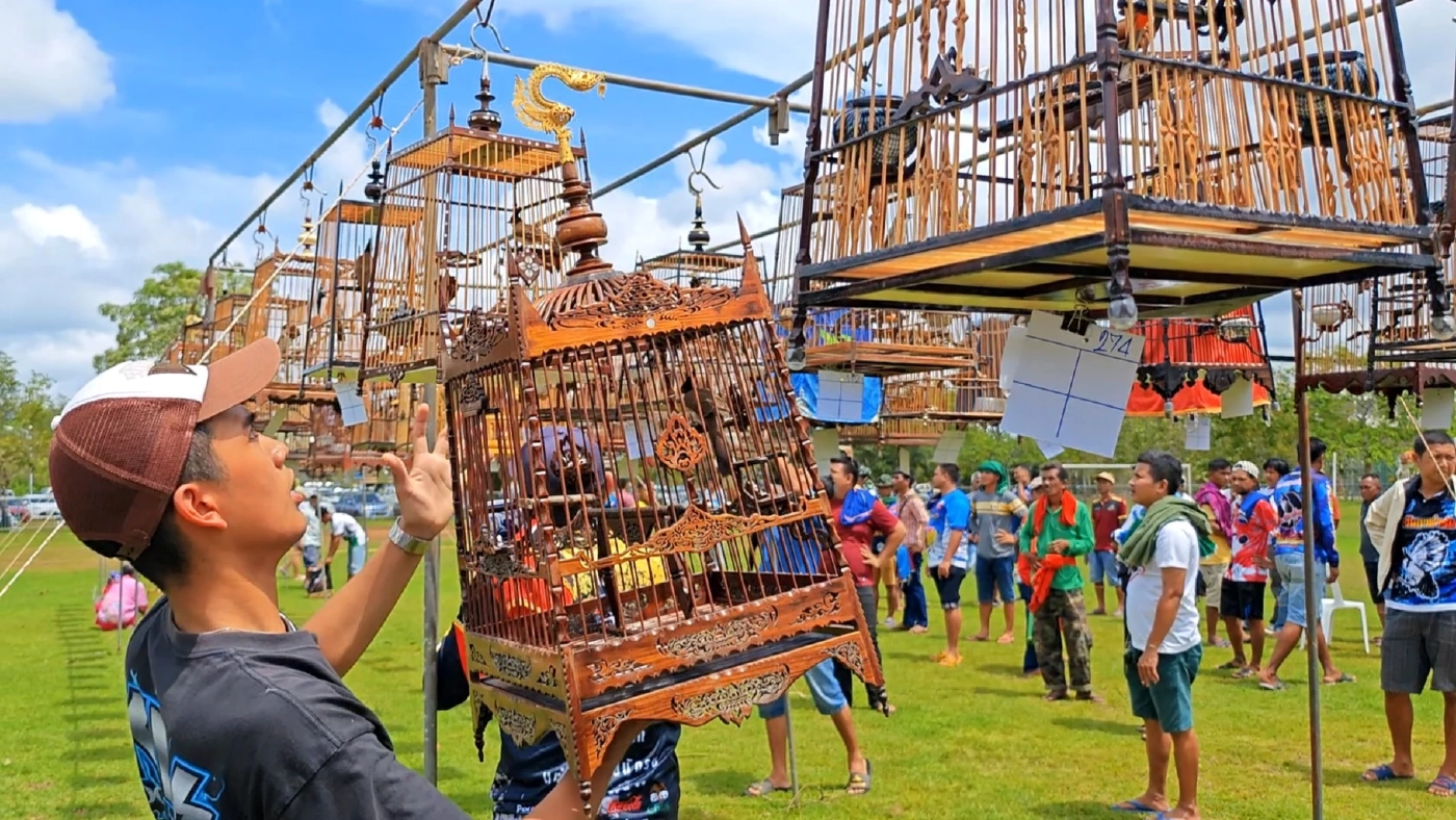 ผู้เลี้ยงนกกรงหัวจุก ระดมทุนค่าเดินทางเข้ากรุง จี้ปลดล็อกพ้นสัตว์ป่าคุ้มครอง