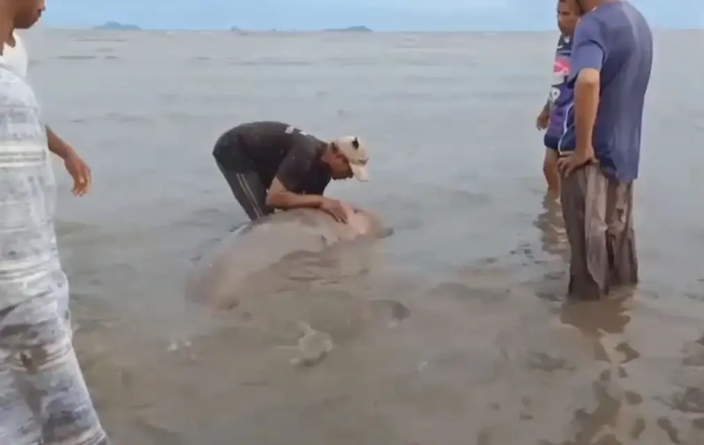 เปิดนาทีชีวิต ชาวบ้านช่วย "พะยูน" เกยตื้นริมหาด พากลับสู่ทะเลปลอดภัย (คลิป)