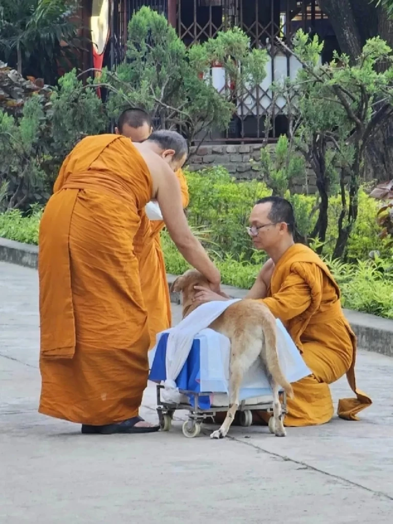 สุดเศร้า "เจ้าโส" สุนัขหัวใจพุทธ ลาลับกลับสู่ดาวหมา ในวัยเพียง 10 ปีเศษ