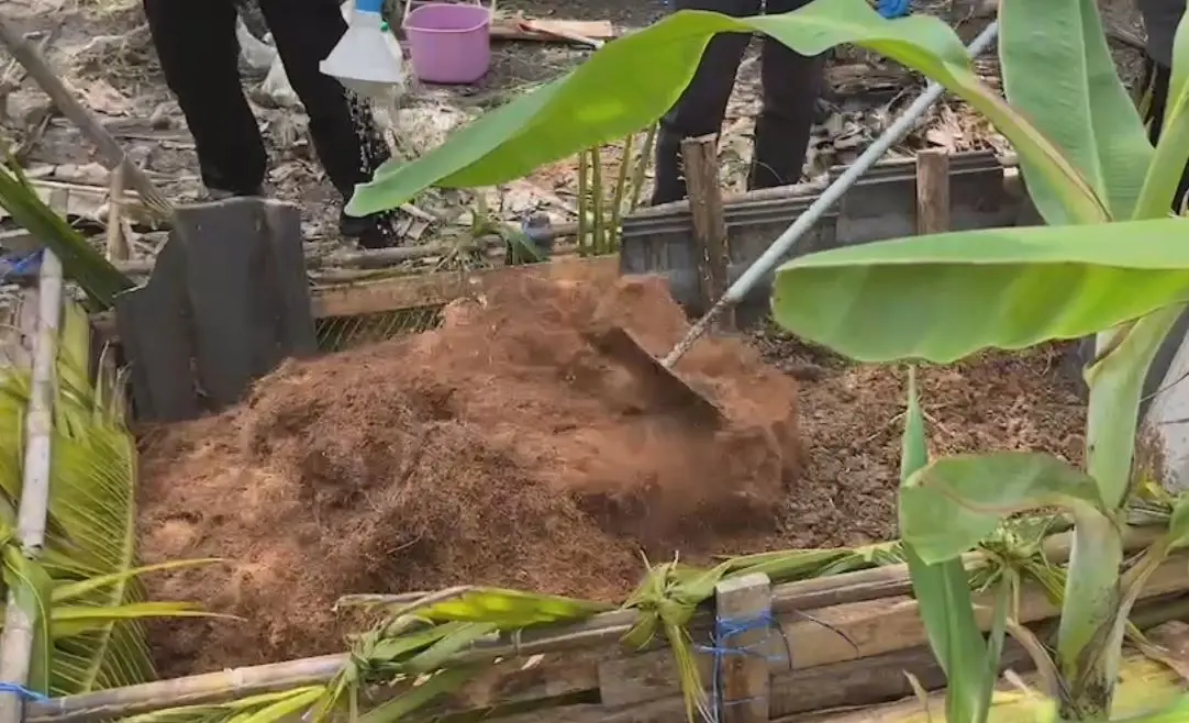 เกษตรนครปฐม ชวนทำกองล่อปราบด้วงแรดมะพร้าว ใช้วัสดุน้อย แถมทำง่าย
