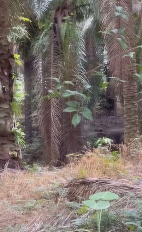 สลด! ผญบ.ถูกช้างป่าทำร้ายดับ ขณะช่วยชาวบ้านไล่ต้อนกลับเข้าป่า