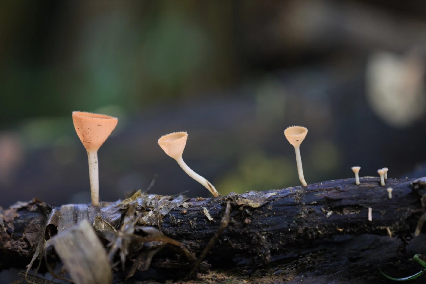 เที่ยวหน้าฝน ยลความงาม "น้ำตกตาดสูง" กลางป่าเขาบ้านน้ำกุ่ม จ.พิษณุโลก