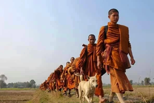 สุดเศร้า "เจ้าโส" สุนัขหัวใจพุทธ ลาลับกลับสู่ดาวหมา ในวัยเพียง 10 ปีเศษ