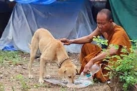 สุดเศร้า "เจ้าโส" สุนัขหัวใจพุทธ ลาลับกลับสู่ดาวหมา ในวัยเพียง 10 ปีเศษ