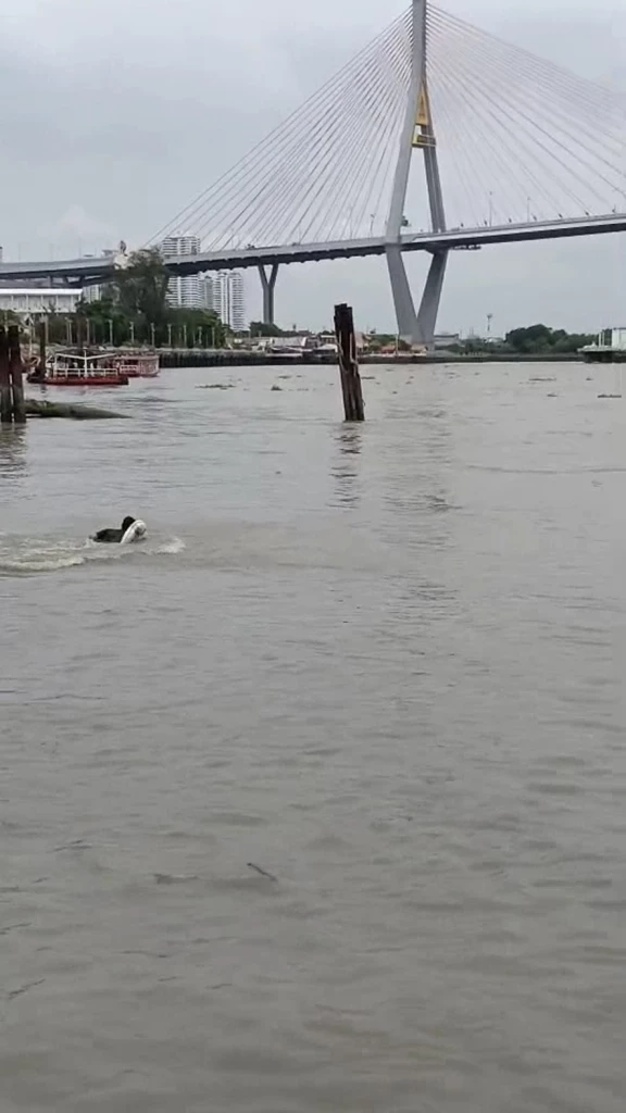 โซเชียลแห่ชื่นชม ฮีโร่หนุ่มโดดเจ้าพระยา ช่วยเด็กกำลังจมน้ำ