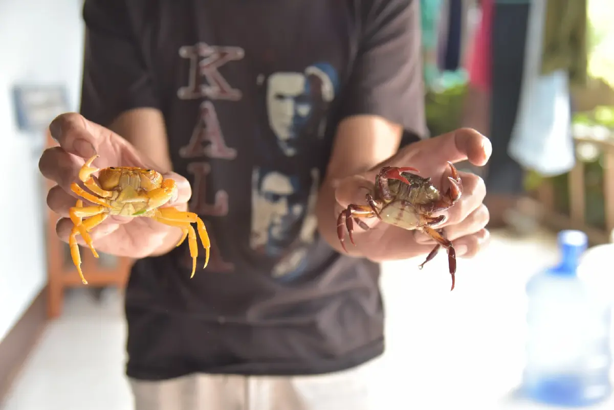 ชาวบ้านแปลกใจ เจอปูประหลาดสีส้มอมเหลือง เชื่อให้โชค ด้าน จนท.เฉลยให้แล้ว