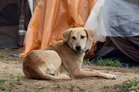 สุดเศร้า "เจ้าโส" สุนัขหัวใจพุทธ ลาลับกลับสู่ดาวหมา ในวัยเพียง 10 ปีเศษ