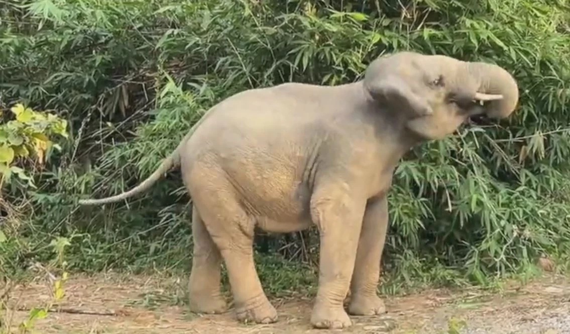 เจ้าหงส์ทองออกสเตปท่าเต้น หลอกล่อเจ้าหน้าที่