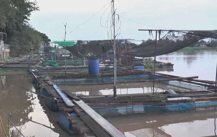น้ำเจ้าพระยาสูงขึ้น-ไหลเชี่ยวแรง ปลาในกระชังตายอื้อ