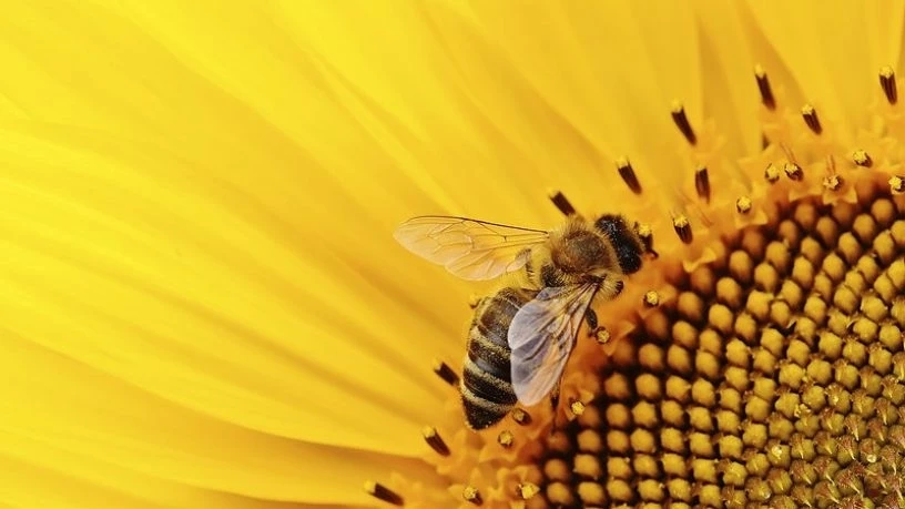 เปิดความเป็นไปได้ แนวคิดหุ่นยนต์ผสมเกสร เมื่อ"ผึ้ง" ถึงคราวใกล้สูญพันธุ์ 