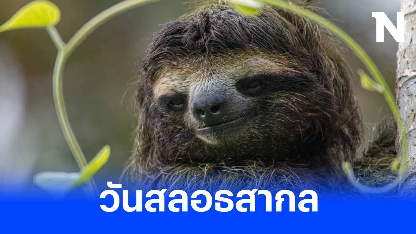 20 ตุลาคม เป็นวันสลอธสากล มารู้จักสัตว์ที่ขึ้นชื่อว่าเชื่องช้าที่สุดในโลก จริงเหรอ?