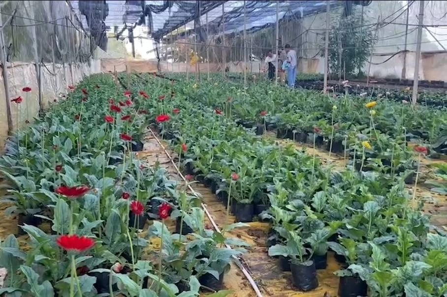 ปลูก“เยอบีร่า”ไม้ตัดดอกสร้างรายได้งาม