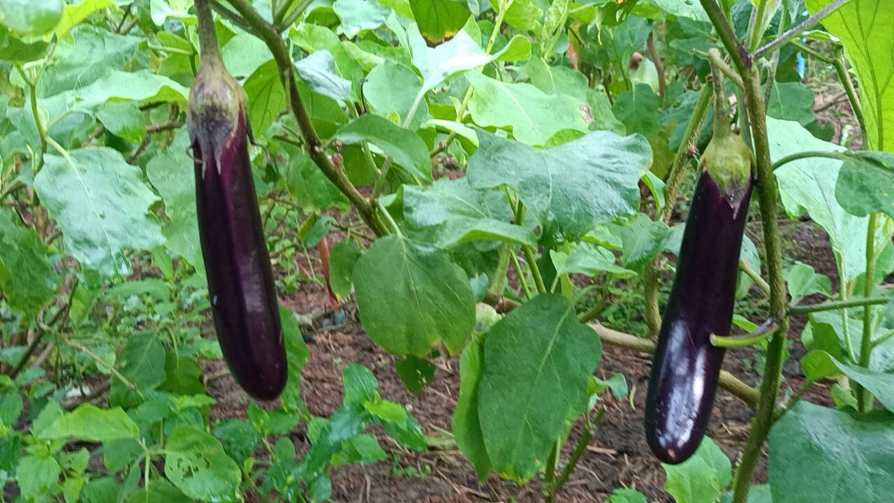 เกษตรกรวัยเกษียณ ปลูกผักหวังออกกำลังกาย สร้างรายได้เดือนละหมื่น