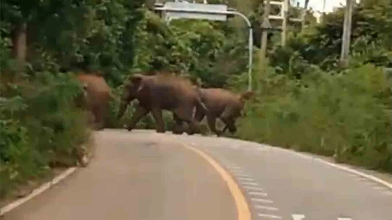 ระดมกำลังผลักดันช้างป่า กลับถิ่น หลังเข้าทำลายพืชผลเกษตร เสียหายต่อเนื่อง