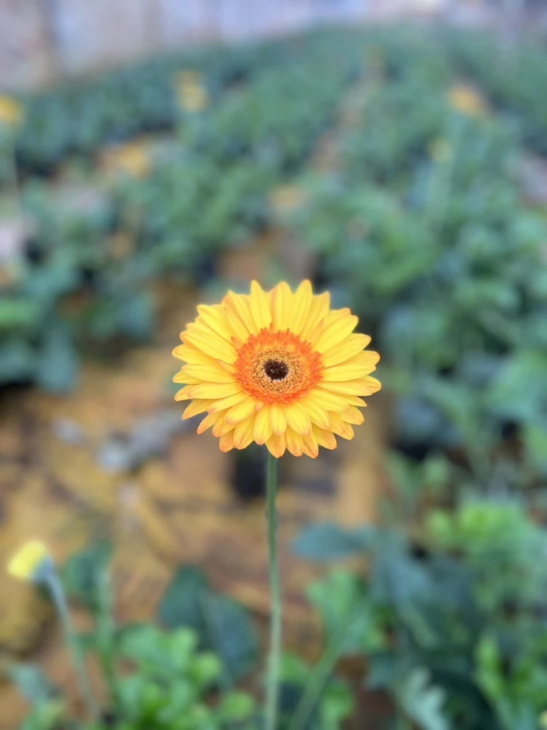 ปลูก“เยอบีร่า”ไม้ตัดดอกสร้างรายได้งาม