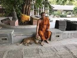 สุดเศร้า "เจ้าโส" สุนัขหัวใจพุทธ ลาลับกลับสู่ดาวหมา ในวัยเพียง 10 ปีเศษ