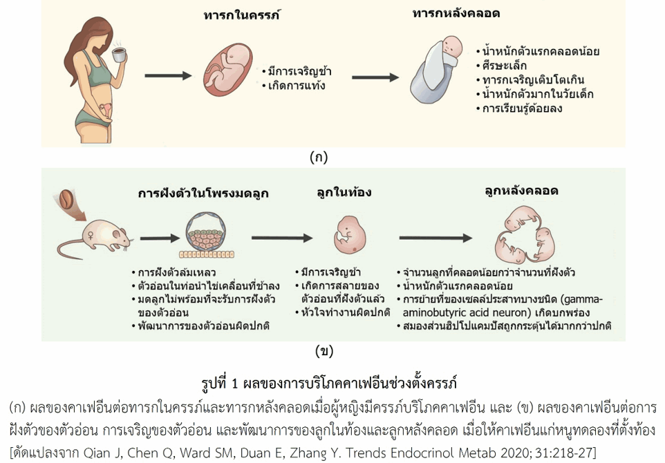 ‘คาเฟอีน ‘กับ ‘คุณแม่ตั้งครรภ์’ ความสัมพันธ์ที่ต้องเว้นระยะ