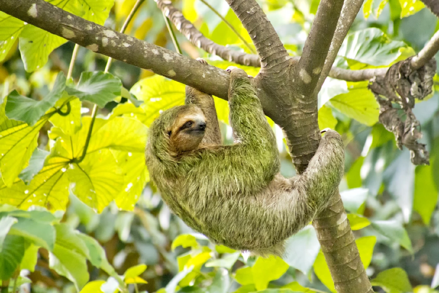 20 ตุลาคม เป็นวันสลอธสากล มารู้จักสัตว์ที่ขึ้นชื่อว่าเชื่องช้าที่สุดในโลก จริงเหรอ?