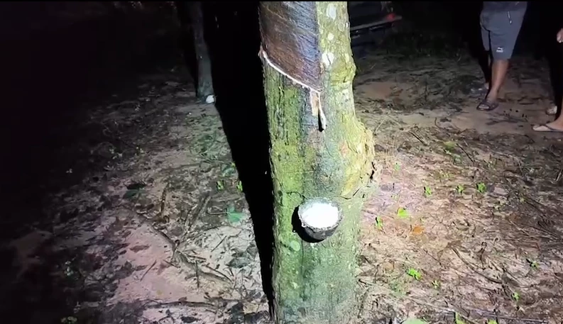 สลด! ช้างป่าทำร้ายสาวใหญ่ ขณะออกไปกรีดยางจนเสียชีวิต