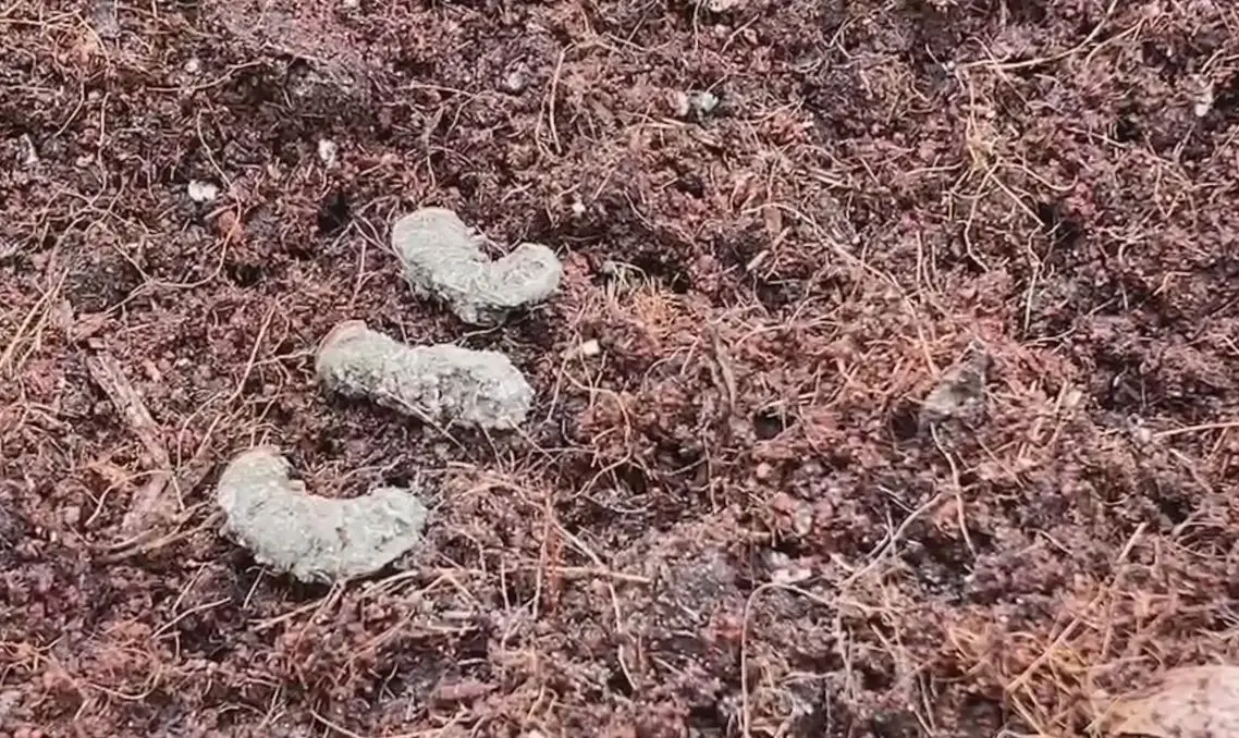 เกษตรนครปฐม ชวนทำกองล่อปราบด้วงแรดมะพร้าว ใช้วัสดุน้อย แถมทำง่าย