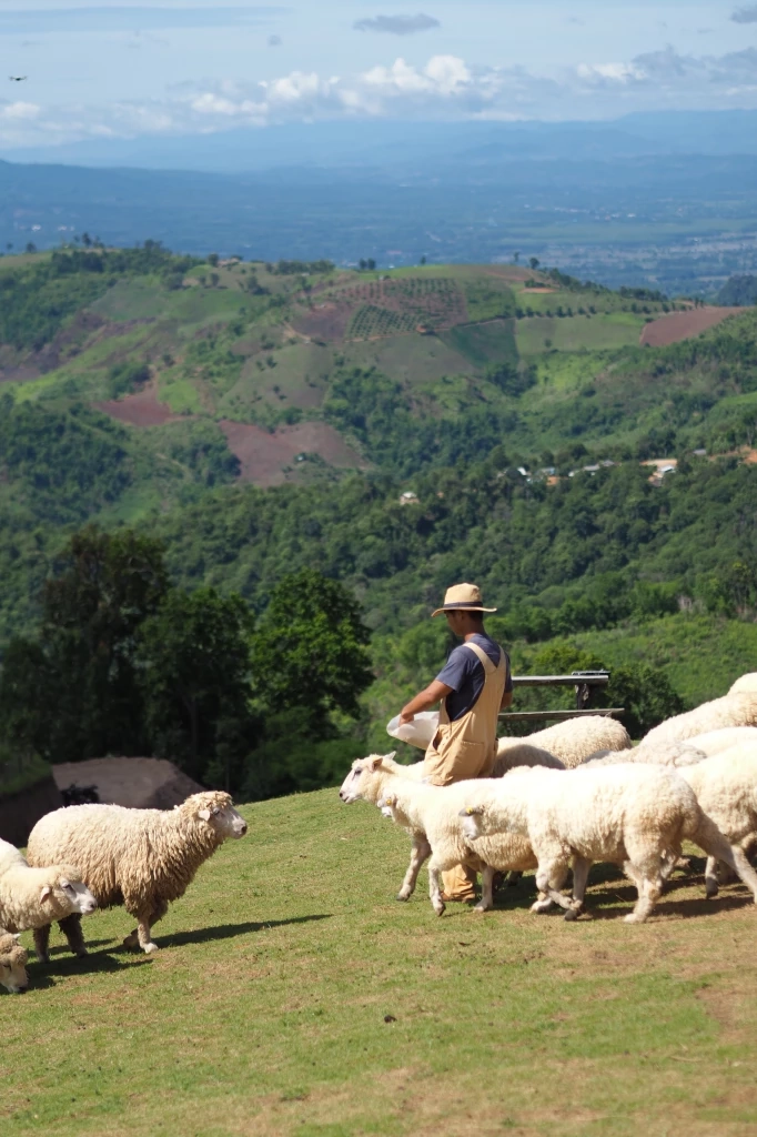 ปลายฝนต้นหนาวชวนเที่ยว "เชียงราย" มาตามนี้มุมถ่ายรูปเพียบ