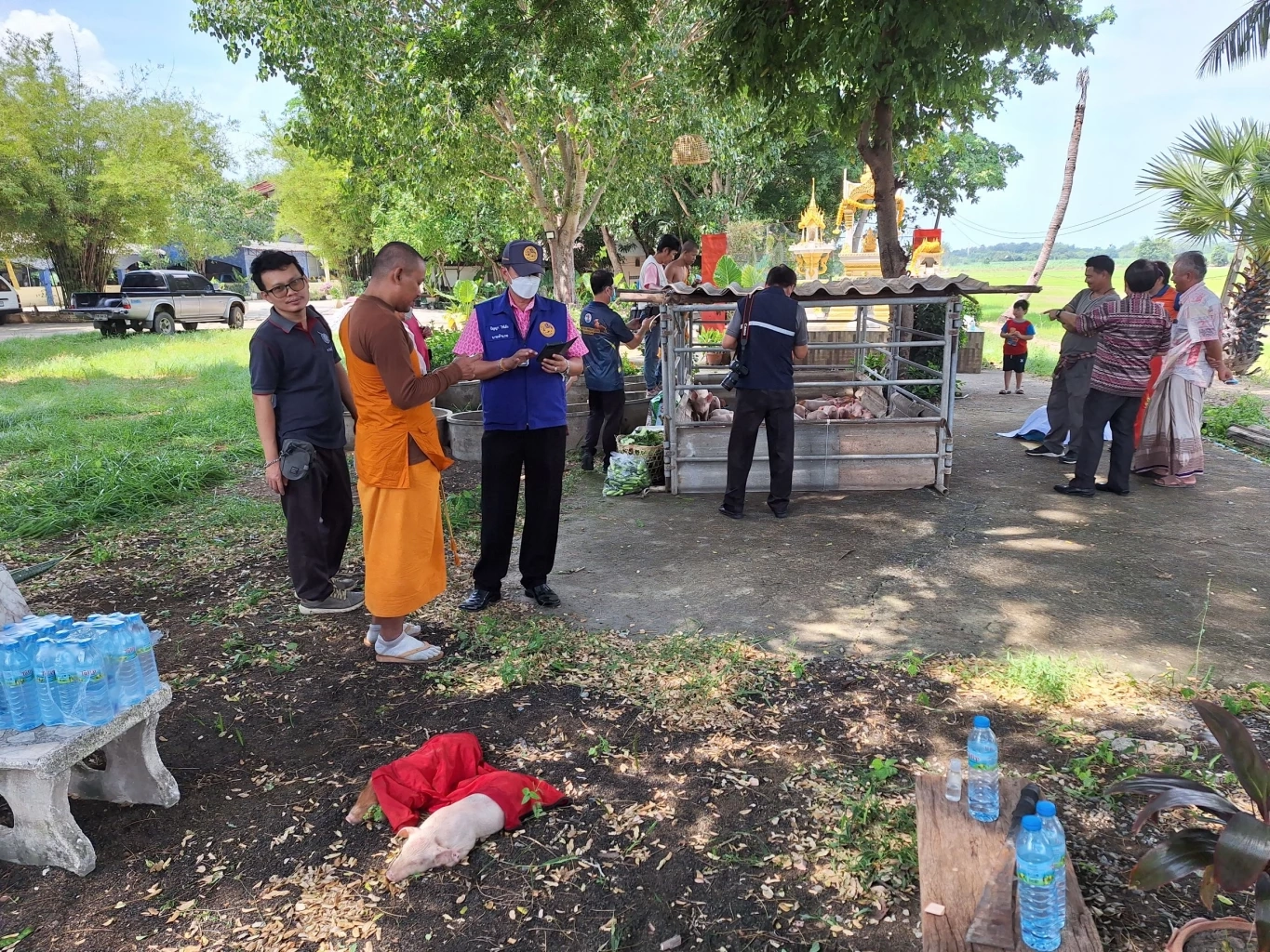 อึ้ง! ลูกหมูเกือบร้อยตัว ถูกทิ้งริมทาง เณรไปบิณฑบาตเจอ เอากลับมาดูแลที่วัด